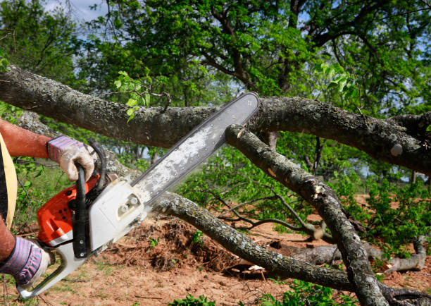 Best Tree and Shrub Care  in Bristol, WI